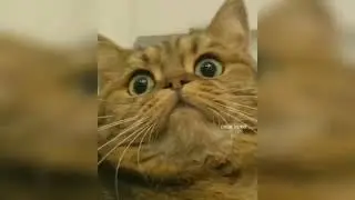 ПРИКОЛЫ 2021,Улётное Видео