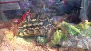 ヒョウモンリクガメ　食事　(iphone5)　撮影