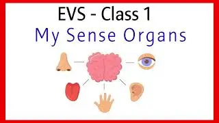 Sense organs | five senses | Our senses | Sense organs name | Sense organs functions | 5 senses