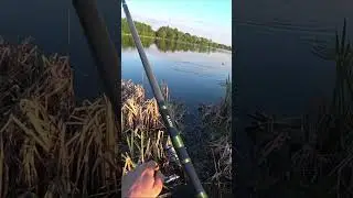 ЛОВЛЯ КРУПНОГО КАРАСЯ НА ПОПЛАВОК! 