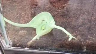 Pet Shop Lizard
