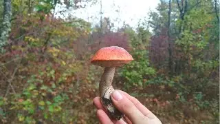 What mushrooms grow in November. Exploration of mushroom places. Mushrooms 2019