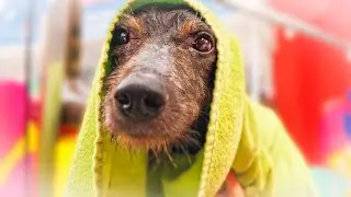 No creerás que es el mismo perro... ¡Increíble transformación!
