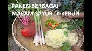 PANEN BERBAGAI JENIS SAYUR DI KEBUN SAMPING RUMAH (CABE, ASPARAGUS, BUNGA KOL, DAN BIT)