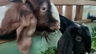PETERNAKAN KAMBING BOER !! Di sedan rembang Jawa Tengah