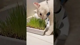 Growing cat grass ,simple and very easy.