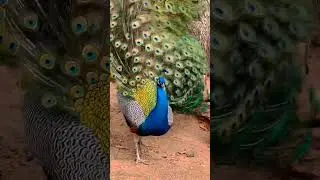 Peacock video||Peacock call||Peacock 🦚🦚sound🔊||#shorts #peacock #call #sound