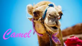 The amazing world of a camel and their wonderful voice🐪🌿 