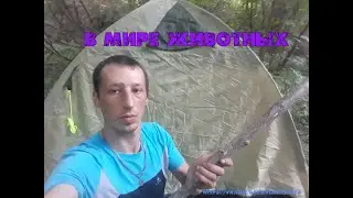 В мире животных