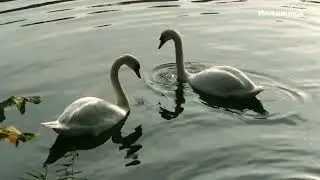 Лебеди с потомством на пруду КРАСИВЫЕ ВИДЫ.  Swans with offspring on the pond BEAUTIFUL VIEWS.