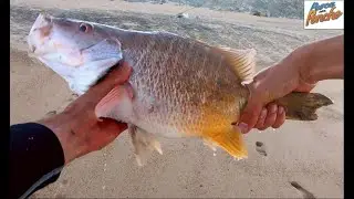 PESCA de PARGO ALAZAN - SURF FISHING - Ep. 7