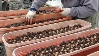 Tree Conservation Begins at Home