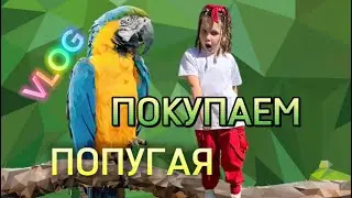 #vlog ЕДЕМ ПОКУПАТЬ ГОВОРЯЩЕГО ПОПУГАЯ😱#влогикаждыйдень #влог #лисаалиса #попугай