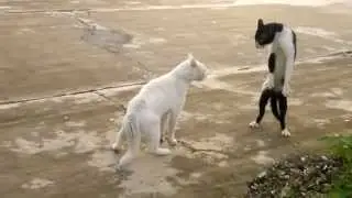Забавные животные