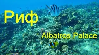 Albatros Palace 5* / Хургада 2021 / Риф / Подводный мир