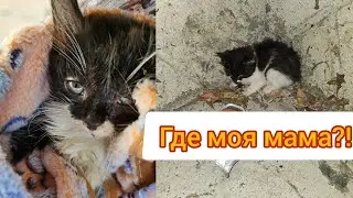 Котенок кричит, но никто не слышит..