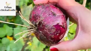 Growing Red Onions From Store Bulbs