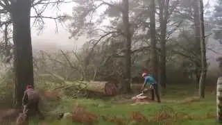 Tumbando Arboles con Motosierras Stihl, Trabajos Forestales