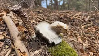 MARZUELOS BROTADA TREMENDA🍄😍 16/ 3/ 2024, SORIA