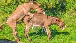 Donkey meeting first time big horse meeting hot 2022
