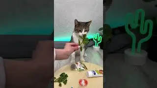 Мята любит мяту?😱