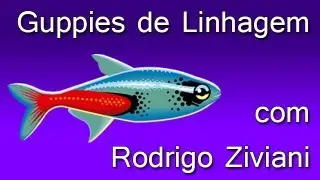 Guppies de linhagem com Rodrigo Ziviane fundador do CCG