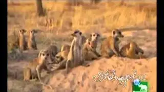 Meerkats:: Checking Out The Cave