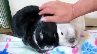 Head Pets are Priceless.