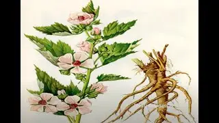 Healing Quest Herbal Insights: Marshmallow