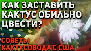 Как заставить КАКТУС обильно ЦВЕСТИ? Советы по УХОДУ за КАКТУСОМ.