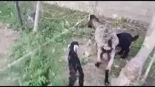 СРОЧНО! Фуруши. Бузхои дугоникзой . занг занед(имо 89952084461)