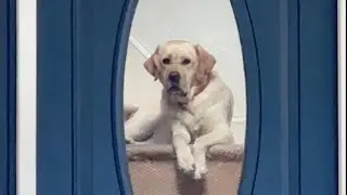 Two Kinds of Labs - Extended Cut