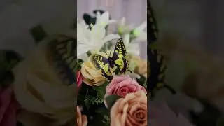 Isadora Gouveia - 15 anos