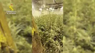 Intervenido un cultivo de marihuana con 295 ejemplares en una finca en Lora del Río