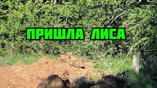 Лиса ищет чем поживиться, пчёлы атакуют!