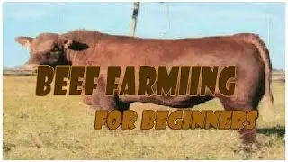 Beef Farming For Beginners