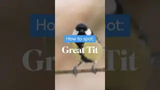 Mya Bambrick introduces us to another favourite garden bird #BigGardenBirdWatch #birds #birdslover