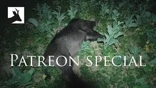 Night hunting wild boar uncensored - Patreon special - 4k