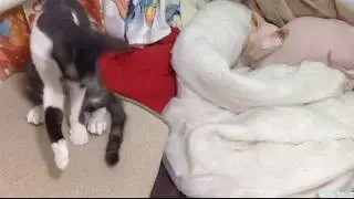 КРЫСЯ. Заговорила!!!)) Funny Cat