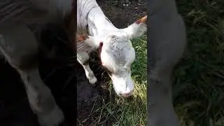 Выращивание телки на корову.