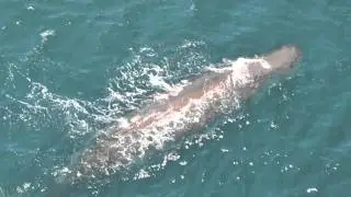 Sperm Whales & Large Pod of Dolphins at NZ
