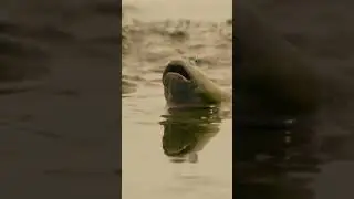 This fish breathes air. 