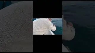 Морской кот в полёте. Рыбалка в Сочи. #fishing #fish #рыба #рыба #fishingvideo #travel