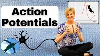 Action Potentials and Voltage-Gated Channels EXPLAINED! | Physiology 🐧