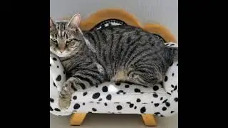 День любимого дивана!