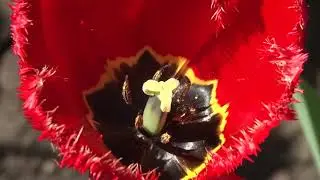 Цветы в вашем саду