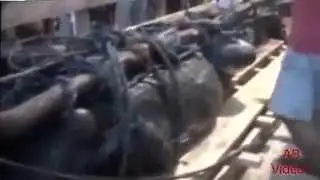 ROFLTV RU ШОК поймали самого большого крокодила в мире