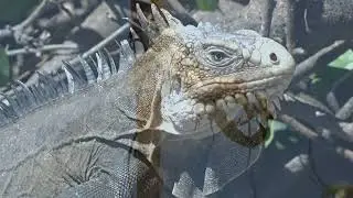 Iguanes endémiques des Antilles