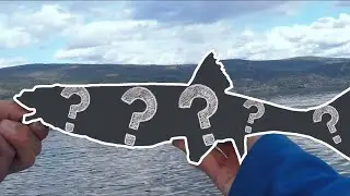 How to Identify Your Catch - FREE QUICK AND EASY!