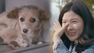 This is what happens when you meet a rescuer right before euthanasia (Heemang(Hope) Full Ver.)